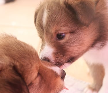 Cachorros de Pastor de las islas de shetland, shetland sheepdog