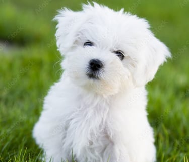 White Teacup Maltese or MalShi Puppy near me 