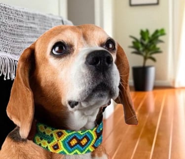 Beagle dog wearing a colorful patterned woven collar looking up indoors on a hardwood floor.