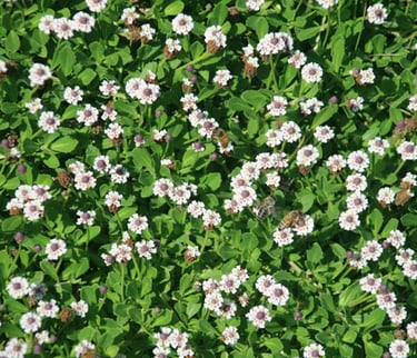 Kurapia ground cover