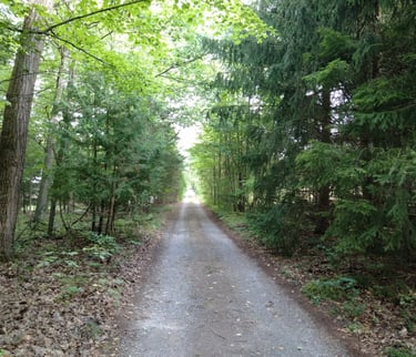 A long driveway through a forest in Whitchurch-Stouffville.