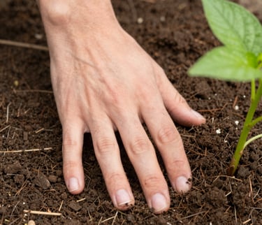 Close-up of hands planting a young seedling in rich, dark soil symbolizing growth and care.