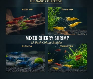 Mixed 15-pack colony including Bloody Mary, Blue Dream, and Yellow Dusk.