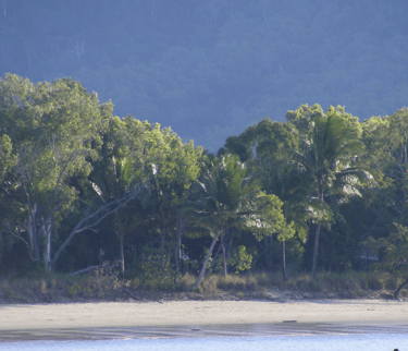 Tropical beach near Cairns