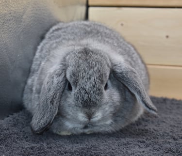 Hot Cross Buns' Beanie - baby chinchilla Holland Lop doe