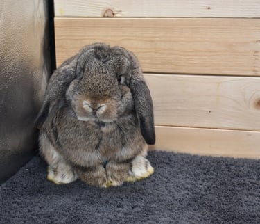 Hot Cross Buns' Cabana - chestnut Holland Lop junior doe on black background