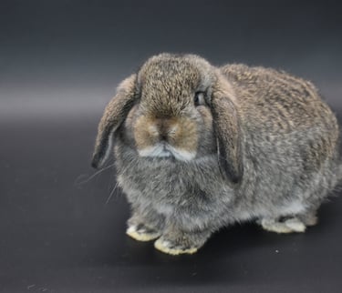 Hot Cross Buns' Cabana - chestnut Holland Lop baby doe on black background