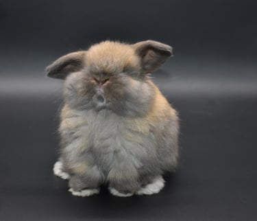 Hot Cross Buns' Driftwood - tort fuzzy Holland Lop pet baby on black background