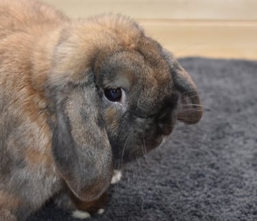 Hot Cross Buns Holland Lops - Sullivan - neutered pet black tort buck