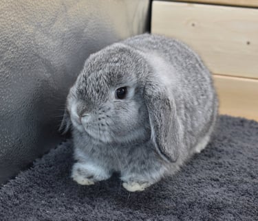 Hot Cross Buns' Beanie - available Holland Lop chinchilla doe awaiting an amazing family