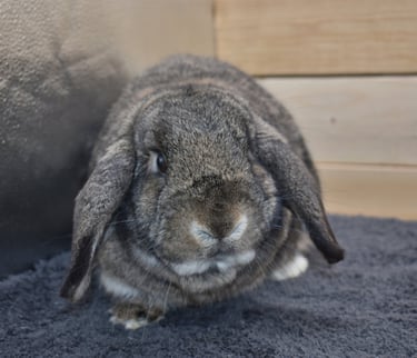 Hot Cross Buns' Oona - spayed chestnut doe