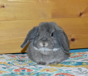 Hot Cross Buns' Meadowlark "Lark" opal baby buck