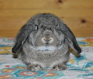 Hot Cross Buns' Wren - sweet baby chestnut doe