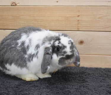 Hot Cross Buns' Frisbee - broken opal Holland Lop junior buck