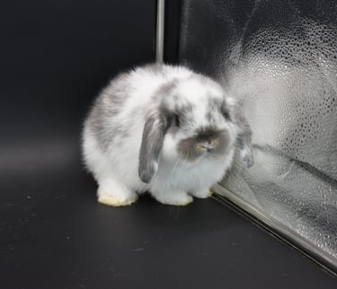 Hot Cross Buns' Frisbee - Baby Broken Opal Holland Lop buck on black background