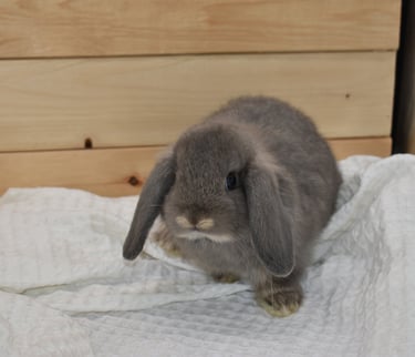 Hot Cross Buns' Meander - solid opal baby doe