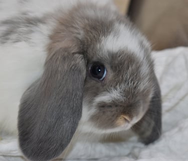 Hot Cross Buns' Mosey - broken opal baby doe