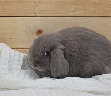 Hot Cross Buns' Roam (IF You Want To) - baby lilac doe