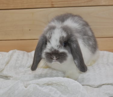 Hot Cross Buns' Skedaddle - Broken lilac baby doe