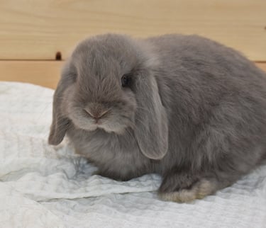 Hot Cross Buns' Wander - solid lilac baby doe