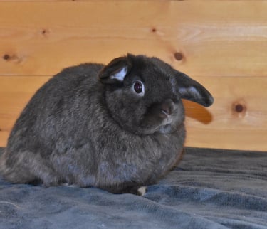 Henrietta at Hot Cross Buns - solid chocolate Holland Lop spayed doe with a very expressive face