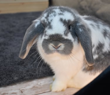 Hot Cross Buns' Kayak - broken opal Holland Lop junior doe on black background