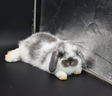 Hot Cross Buns' Kayak - broken opal Holland Lop baby doe on black background
