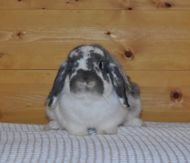 Hot Cross Buns' Kipling - neutered broken opal buck