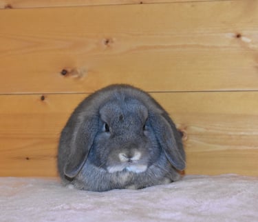 Hot Cross Buns' Meadowlark "Lark" opal junior buck