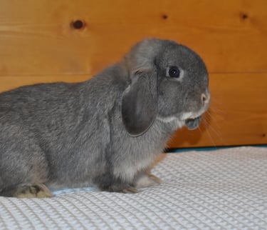 Hot Cross Buns' Meadowlark "Lark" - opal junior buck