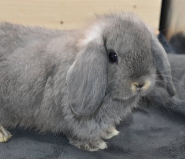 Hot Cross Buns' Meadowlark "Lark" opal baby buck