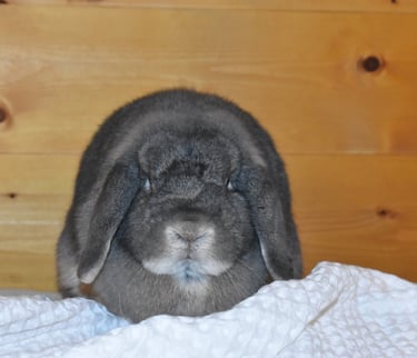 Hot Cross Buns' Quinoa - solid opal spayed Holland Lop doe
