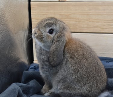 Hot Cross Buns' Robin - chestnut baby buck