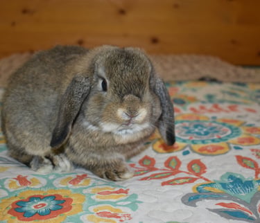 Hot Cross Buns' Robin - chestnut junior buck