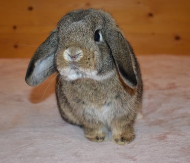 Hot Cross Buns' Robin - chestnut junior buck