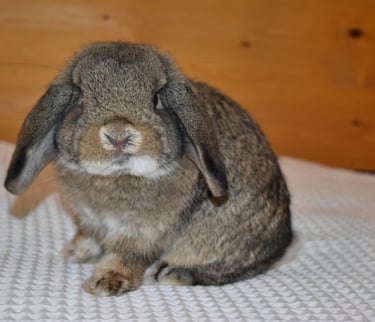 Hot Cross Buns' Robin - chestnut junior buck