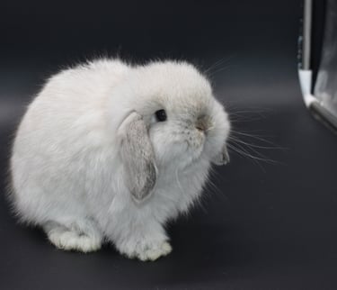 Hot Cross Buns' Sand Dollar - frosty baby fuzzy Holland Lop on black background