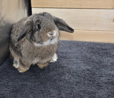 Hot Cross Buns' Scuba - junior Holland Lop chestnut doe