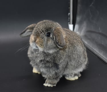 Hot Cross Buns' Scuba - chestnut Holland Lop baby doe on black background