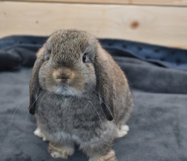 Hot Cross Buns' Sparrow - baby chestnut doe