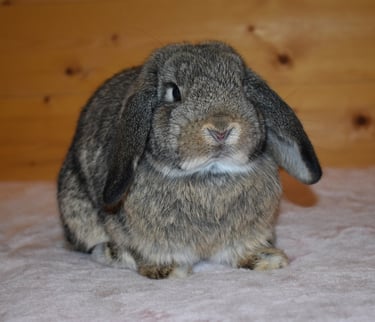 Hot Cross Buns' Sparrow - junior chestnut doe