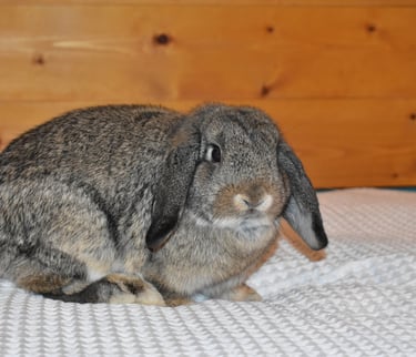 Hot Cross Buns' Sparrow - junior chestnut doe