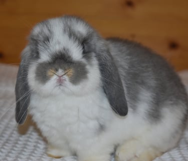 Hot Cross Buns' Toddles - broken opal baby doe