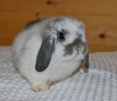 Hot Cross Buns' Waddles - broken opal baby doe