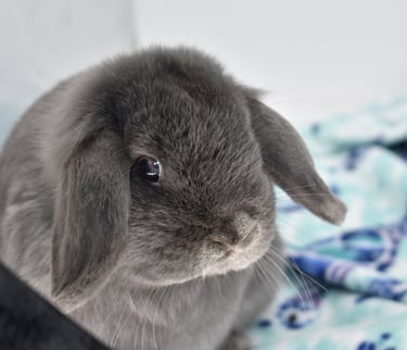 Hot Cross Buns' Boggle - blue Holland Lop pet doe on white background