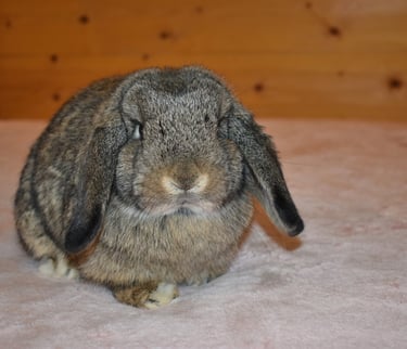 Hot Cross Buns' Wren - sweet junior chestnut doe