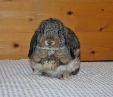 Hot Cross Buns' Wren - sweet junior chestnut doe