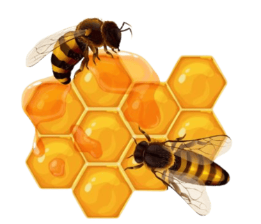 honey bee on honey comb