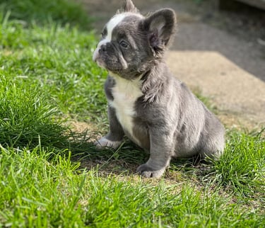 A cute blue and white French Bulldog puppy sitting on green grass outdoors.