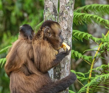 Birdwatching Manu Expeditions 4d/3n